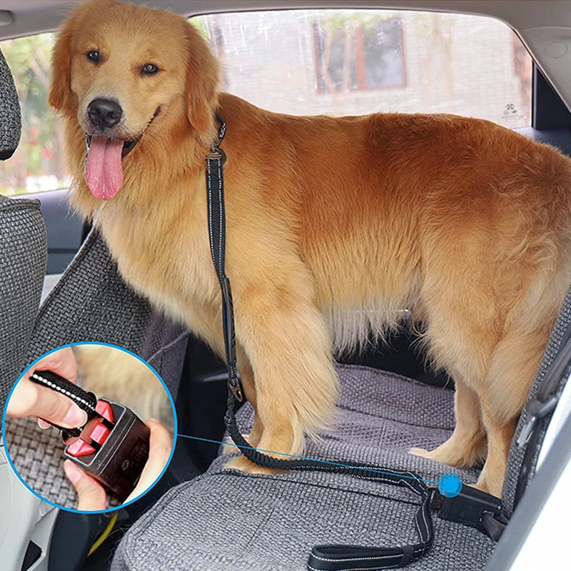 Bungee Leash