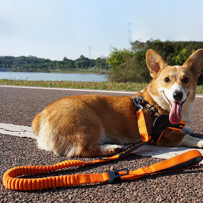 Bungee Leash