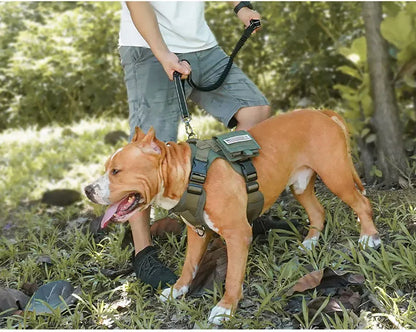 Bungee Leash
