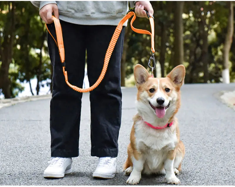 Bungee Leash
