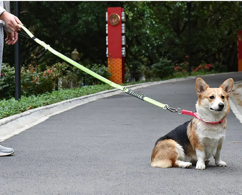Bungee Leash