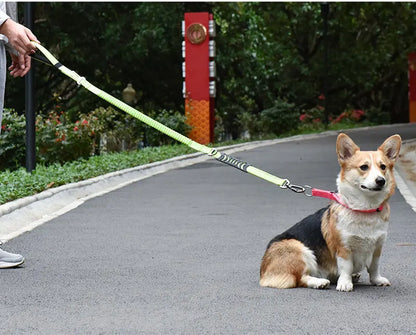 Bungee Leash