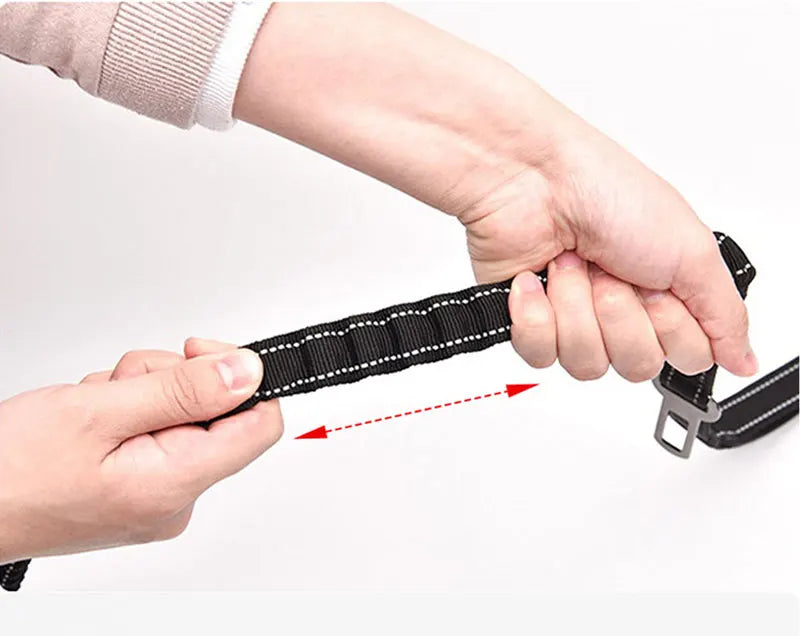 Bungee Leash